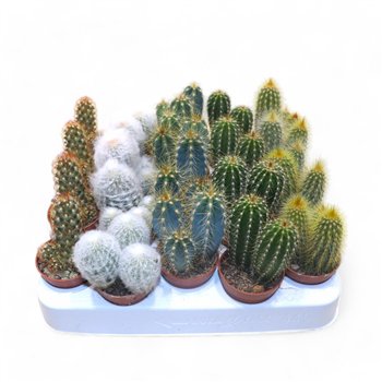 Kaktus mix 5 kinds 10 cm fi5.5 cm Q1511