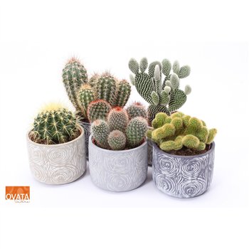 Kaktus mix 5 kinds SuPure® - Kaktus mix in Toledo 14 spines 15 cm fi14 cm Q1488