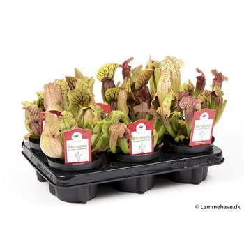 Sarracenia Mix P12 NR 168 25 cm fi12 cm Q7903
