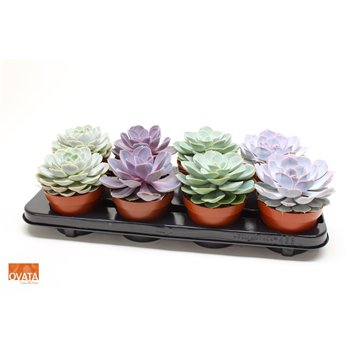 Echeveria mix 12 cm fi12 cm Q3814