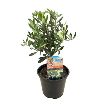 Oljka Olea europaea 30 cm fi14 cm Q4913