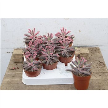 Kalanhoja daigremontiana Kalanhoja Pink Butterfly 8 cm fi8.5 cm Q5757
