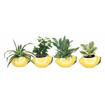 GREEN MIX P6 L 66692 15 cm fi6 cm Q7701