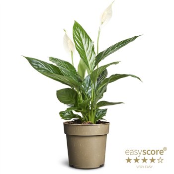 SPATHIPHYLLUM FLORIBUNDUM P11 25 cm fi11 cm Q9129