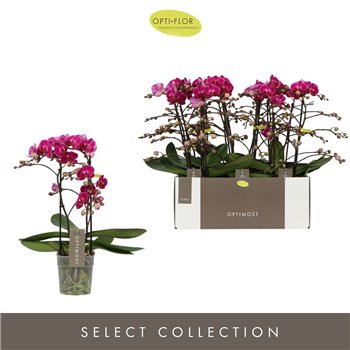 Orhideja Phalaenopsis multiflora anthura morelia Optimost - Morelia - 2 stems 45 cm fi12 cm Q7349