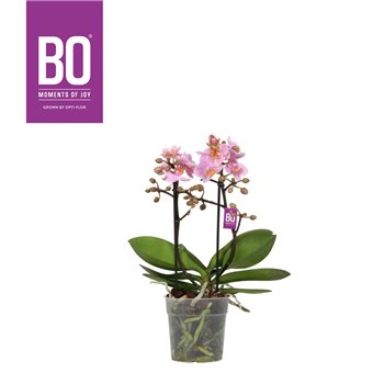 Orhideja Phalaenopsis multiflora roze BO - Flora Midpink - 2 stems  20+ flower 35 cm fi12 cm Q7396