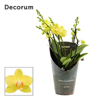Orhideja Phalaenopsis multiflora anthura albenga Dazzling 3-4 stems Decorum 40 cm fi12 cm Q7401