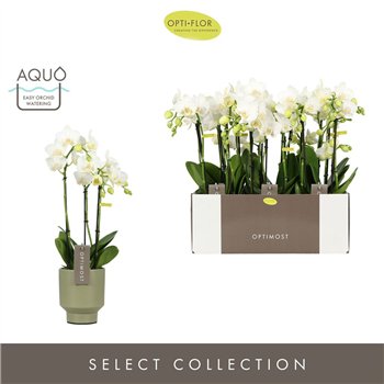 Orhideja Phalaenopsis multiflora starrion Optimost - Amabilis Starrion - 3 stems - Emilia Green Aquo 45 cm fi12 cm Q7444