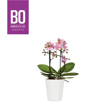 Orhideja Phalaenopsis multiflora roze BO - Flora Midpink - 2 stems  20+ flower - Zoë White 35 cm fi12 cm Q7461