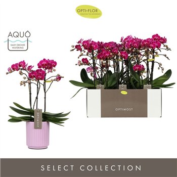 Orhideja Phalaenopsis multiflora anthura morelia Optimost - Morelia - 3 stems - Molise Lilac Aquo 45 cm fi12 cm Q7463