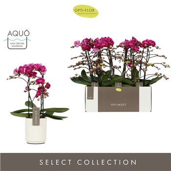 Orhideja Phalaenopsis multiflora anthura morelia Optimost - Morelia - 2 stems - Molise White Aquo 45 cm fi12 cm Q7464