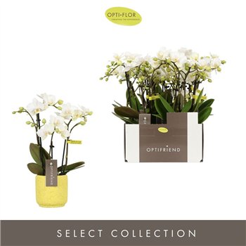Orhideja Phalaenopsis multiflora wit Phal Opti Mtfl White In Ceramic 25 cm fi7 cm Q7499