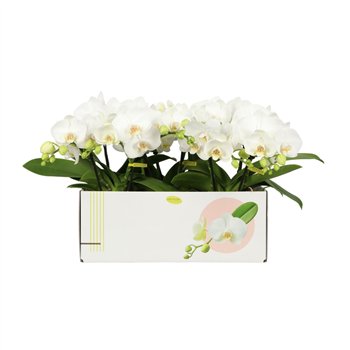 Orhideja Phalaenopsis anthura madrid Phal Opti Tablo White 30 cm fi12 cm Q7512