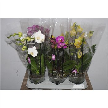 Orhideja Phalaenopsis multiflora mix Phal Opti Flora Mix 2 stebl. 40 cm fi12 cm Q7517