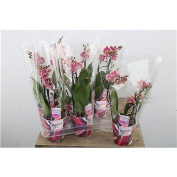 Orhideja Phalaenopsis multiflora mix Phal Mtfl 3-4 stebl. 35 cm fi12 cm Q7523