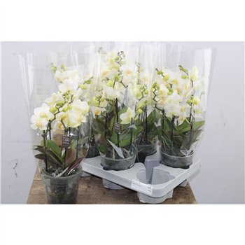 Orhideja Phalaenopsis multiflora wit Phal Opti Mtfl White 3 stebl. 45 cm fi12 cm Q7525