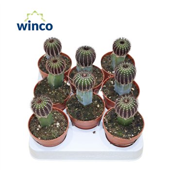Kaktus Uebelmannia Pectinifera (Grafted) 18 cm fi8.5 cm Q1512