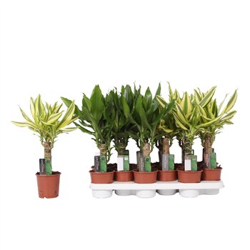 Dracena mix 2 Dracena Fragr Mix 35 cm fi11 cm Q3853