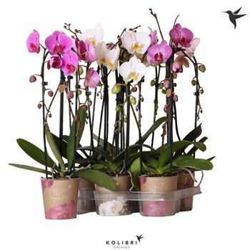 Orhideja Phalaenopsis elegant cascade 2 stems niagara fall mix kolibri orchids 60 cm fi12 cm Q6520