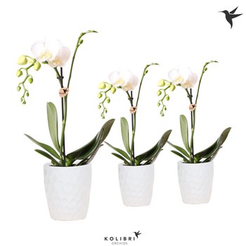 Orhideja Phalaenopsis multiflora wit 1 stems in honey pot white kolibri orchids 40 cm fi9 cm Q6525