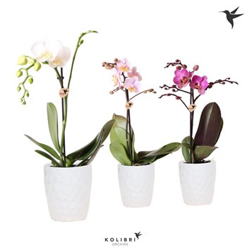 Orhideja Phalaenopsis mix Kolibri Orchids Orhideja Phalaenopsis Mix 1 spike in Honey pot white 10 fl  1 stems plnt 1 40 cm fi9 c