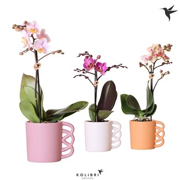 Orhideja Phalaenopsis mix Kolibri Orchids Orhideja Phalaenopsis Mix 1 spike in Happy mug pot mix 10 fl  1 stems plnt 40 cm fi9 c