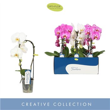Orhideja Phalaenopsis mix 1 stems cascade 50 cm fi9 cm Q6573