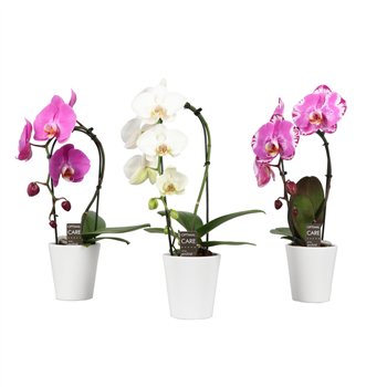 Orhideja Phalaenopsis mix 1 stems in donna wit 1 stems plnt 7 fl  1 stems plnt 7 fl  1 stems plnt 7 fl 50 cm fi9 cm Q7500