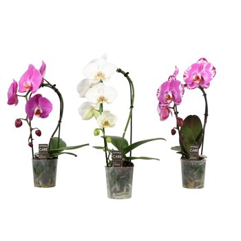 Orhideja Phalaenopsis mix 1 stems 1 stems plnt 7 fl  350 gram 1 stems plnt 7 fl  350 gram 1 stems plnt 7 fl  350 g 50 cm fi9 cm 