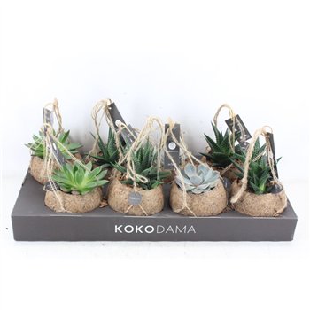 Pl  am 15 100 - succulent plantenmix x4 arr3 Kokoplant - Sukulente mix x8 18 cm fi11 cm Q8437
