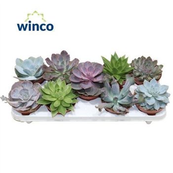 Echeveria mix Echeveria Mix 9 Spc 20 cm fi12 cm Q4123