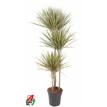 Dracena marg  bicolor 90-60-30 150 cm fi24 cm Q2672