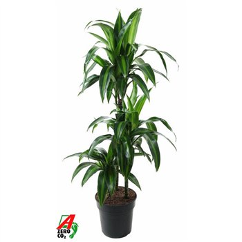 Dracena fragr  hawaiian sunshine 60-30-15 100 cm fi21 cm Q2738