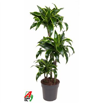 Dracena fragr  compacta dorado 60-30-15 100 cm fi21 cm Q2762