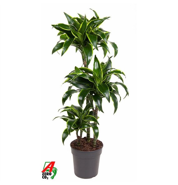 Dracena fragr compacta dorado 60-30-15 100 cm fi21 cm Q2762 Dracena fragr compacta dorado 60-30-15 100 cm fi21 cm Q2762