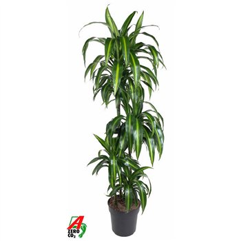 Dracena fragr  hawaiian sunshine 90-60-30-15 140 cm fi27 cm Q2781