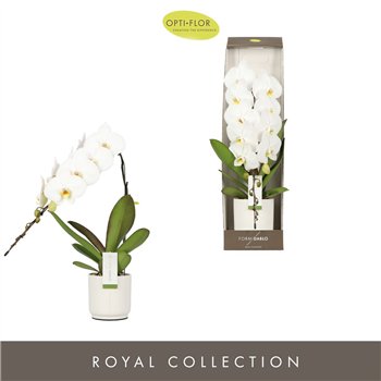 Orhideja Phalaenopsis wit Formidablo - Niagara Falls - 1 stems  12+ flower - Lazio White - showbox 70 cm fi12 cm Q5386