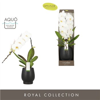 Orhideja Phalaenopsis wit Formidablo - Niagara Falls - 1 stems  12+ flower - Abruzzo Black Aquo - showbox 70 cm fi12 cm Q5388