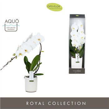 Orhideja Phalaenopsis wit Formidablo - Niagara Falls - 1 stems  12+ flower - Molise White Aquo - showbox 70 cm fi12 cm Q5390