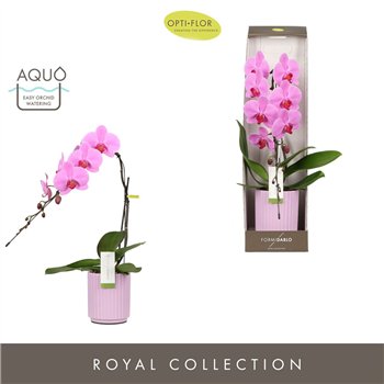 Orhideja Phalaenopsis roze Formidablo - Havasu Falls - 1 stems  12+ flower - Molise Lilas Aquo - showbox 70 cm fi12 cm Q5393