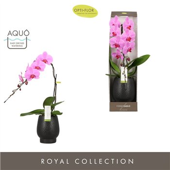 Orhideja Phalaenopsis roze Formidablo - Havasu Falls - 1 stems  12+ flower - Abruzzo Black Aquo - showbox 70 cm fi12 cm Q5397