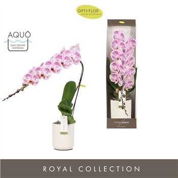 Orhideja Phalaenopsis paars Formidablo - Iguaza Falls - 1 stems  12+ flower - Molise White Aquo - showbox 70 cm fi12 cm Q5403