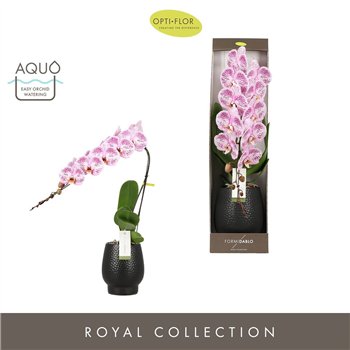 Orhideja Phalaenopsis paars Formidablo - Iguaza Falls - 1 stems  12+ flower - Abruzzo Black Aquo - showbox 70 cm fi12 cm Q5406