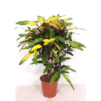 Kroton variegatum mango branched 110 cm fi27 cm Q2329