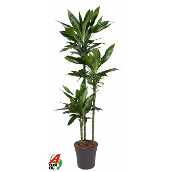 Dracena frag  der  janet lind 90-60-30 170 cm fi24 cm Q2872