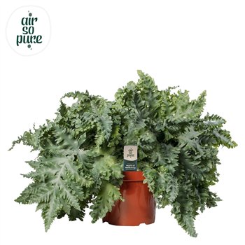 Phlebodium aureum davana air so pure 60 cm fi26 cm Q5957