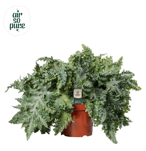 Phlebodium aureum davana air so pure 60 cm fi26 cm Q5957 Phlebodium aureum davana air so pure 60 cm fi26 cm Q5957