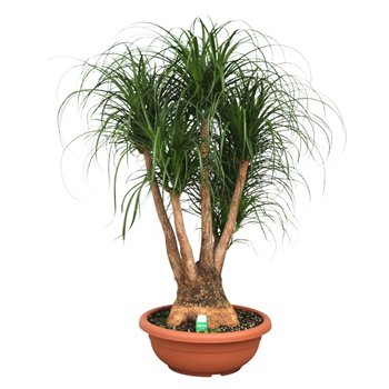 Nolina Beaucarnea recurvata branched decorum 150 cm fi55 cm Q833