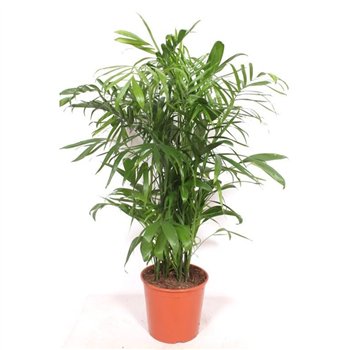 Chameadorea seifrizii 20 pp 170 cm fi30 cm Q2047