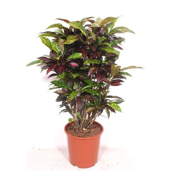 Kroton variegatum freckles branched 120 cm fi27 cm Q2108